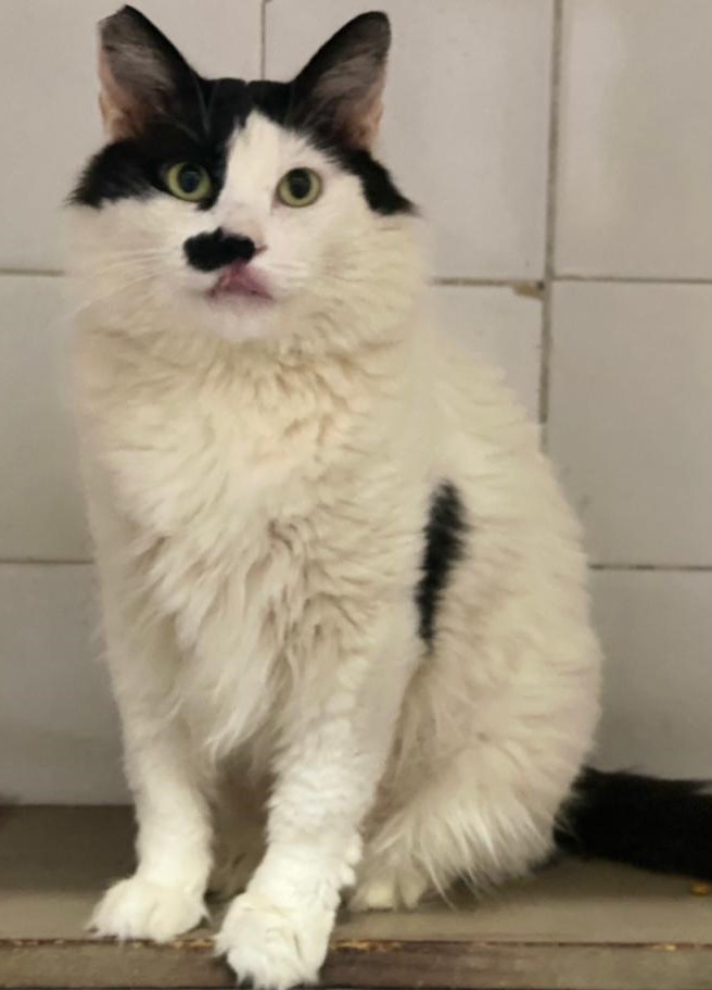 #PraCegoVer: Fotografia do gatinho Montanha. Ele é branco, e tem algumas manchas pretas na região da cabeça, e na boca também.